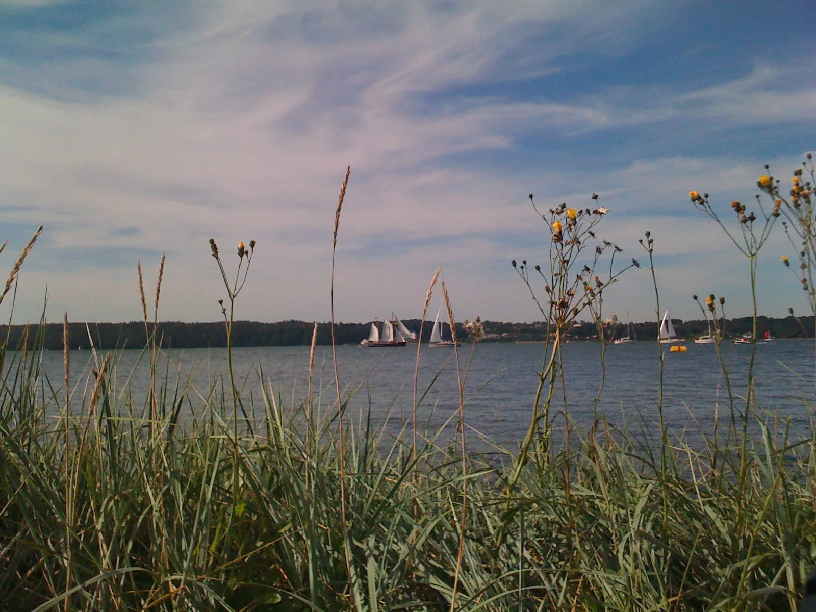 Blick durch Gräser und Wildblumen auf die Förde mit Segelschiffen