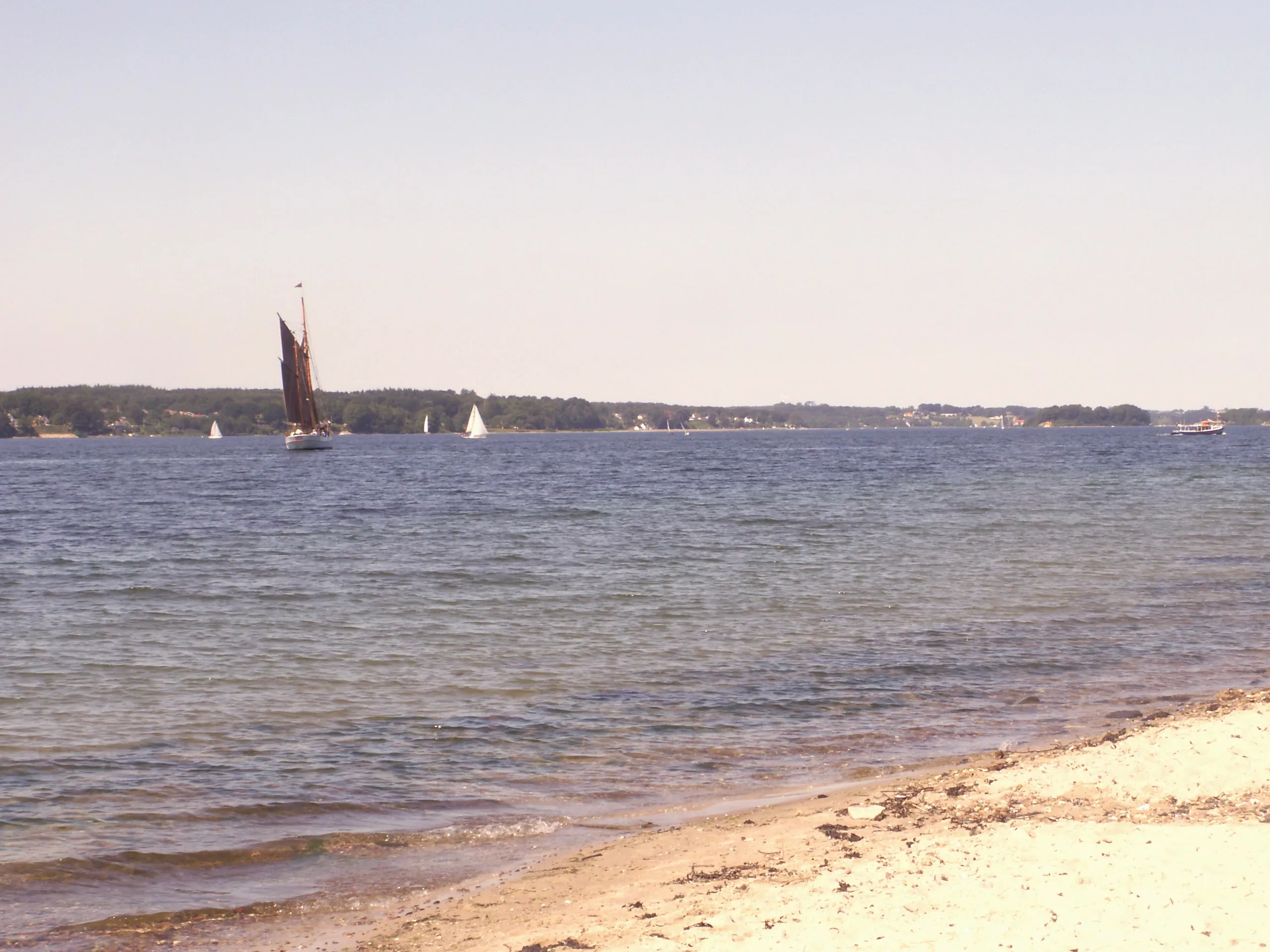 Traditionssegler mit braunen Segeln vor dem Strand von Fahrensodde