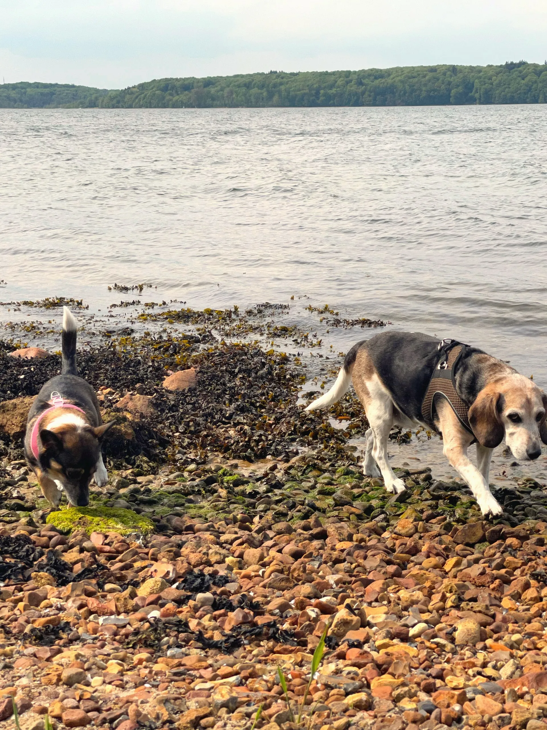Zwei Hunde am steinigen Ufer der Förde