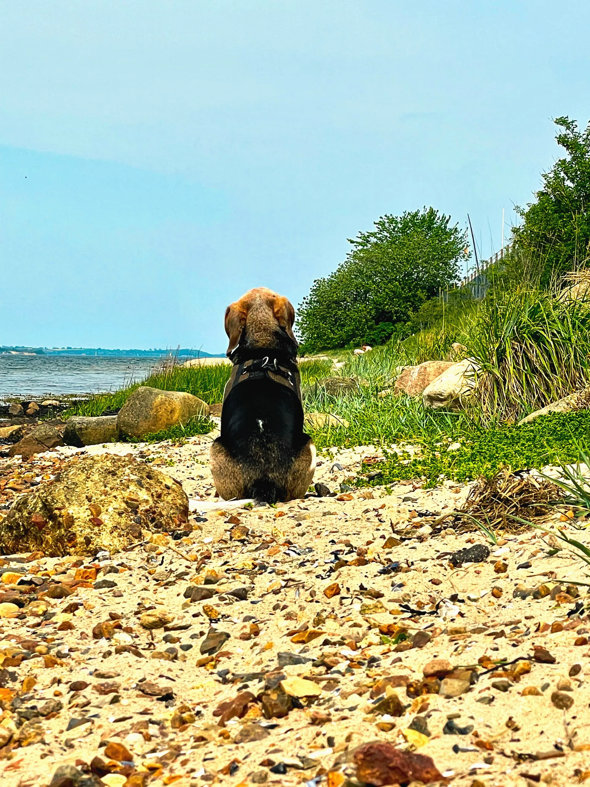 Hund sitzt am Ufer zwischen Büschen und Steinen