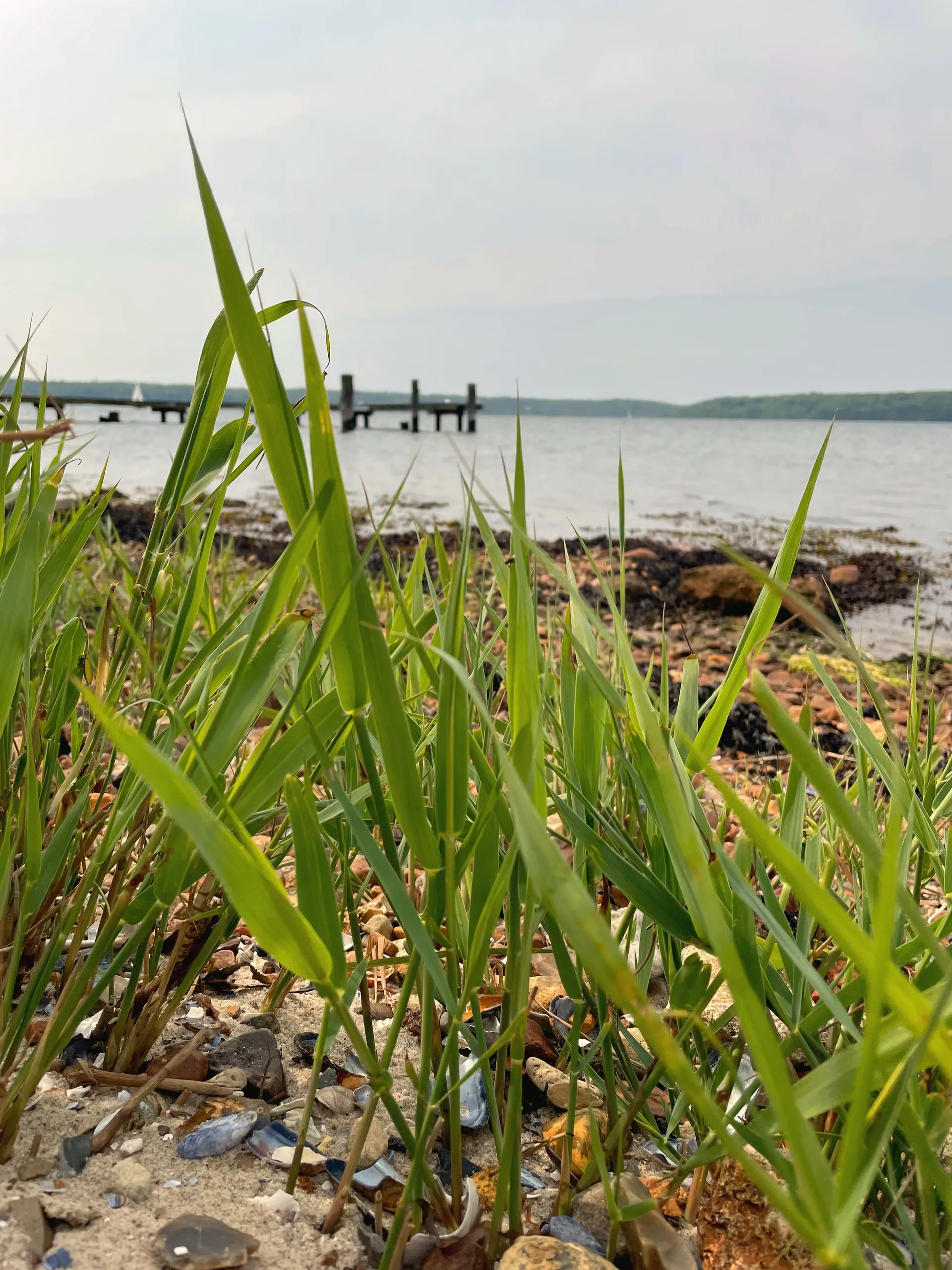 Schilf am Ufer, dahinter ein Steg auf der Förde