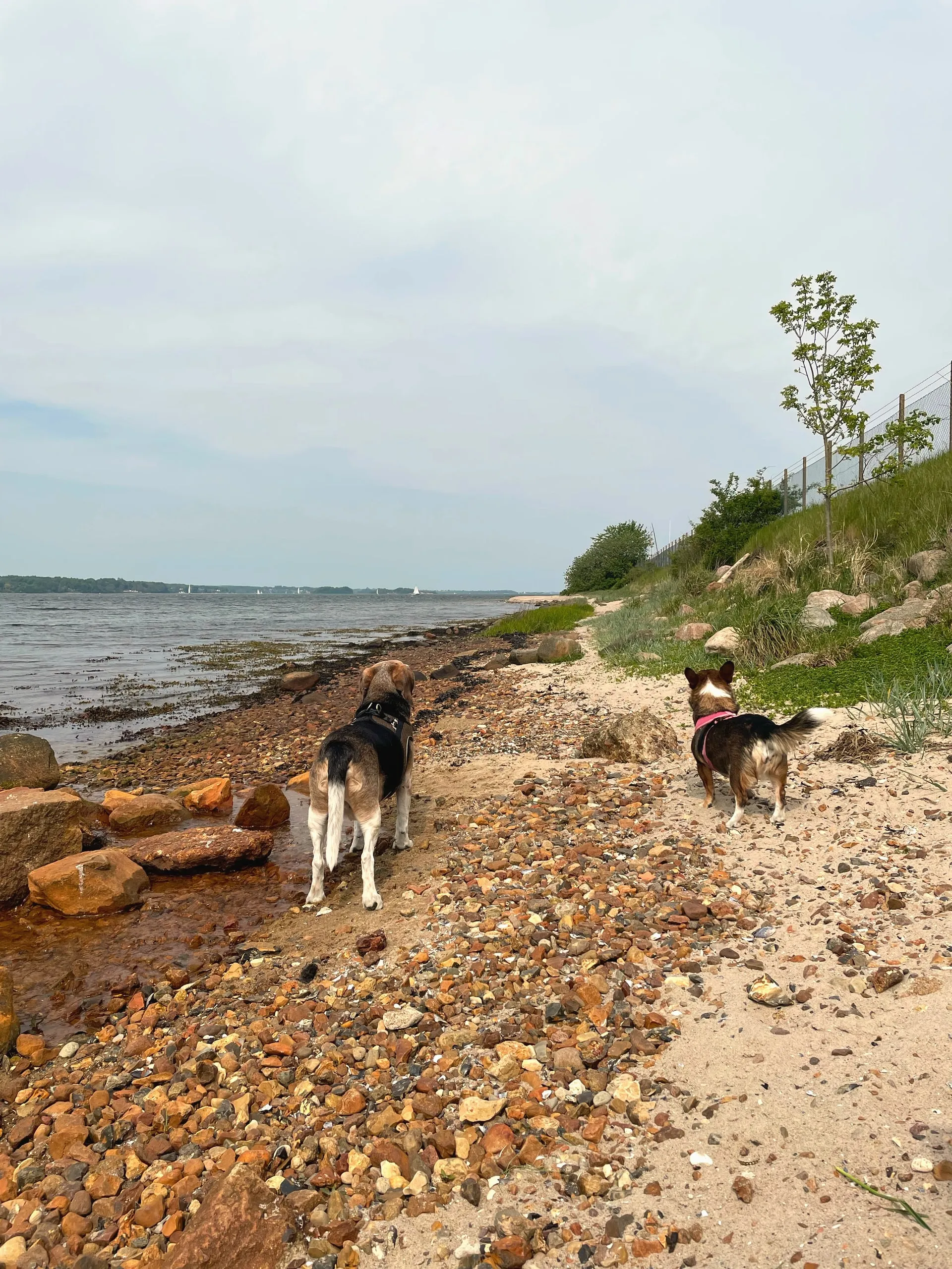 Steiniger Strandabschnitt mit Büschen und Blick über die Förde