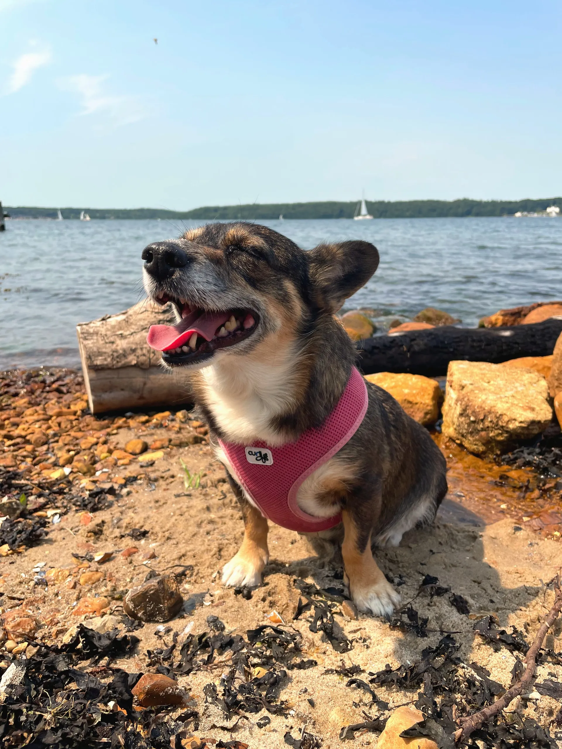 Fröhlicher Hund am Strand, dahinter Förde und Segelboote