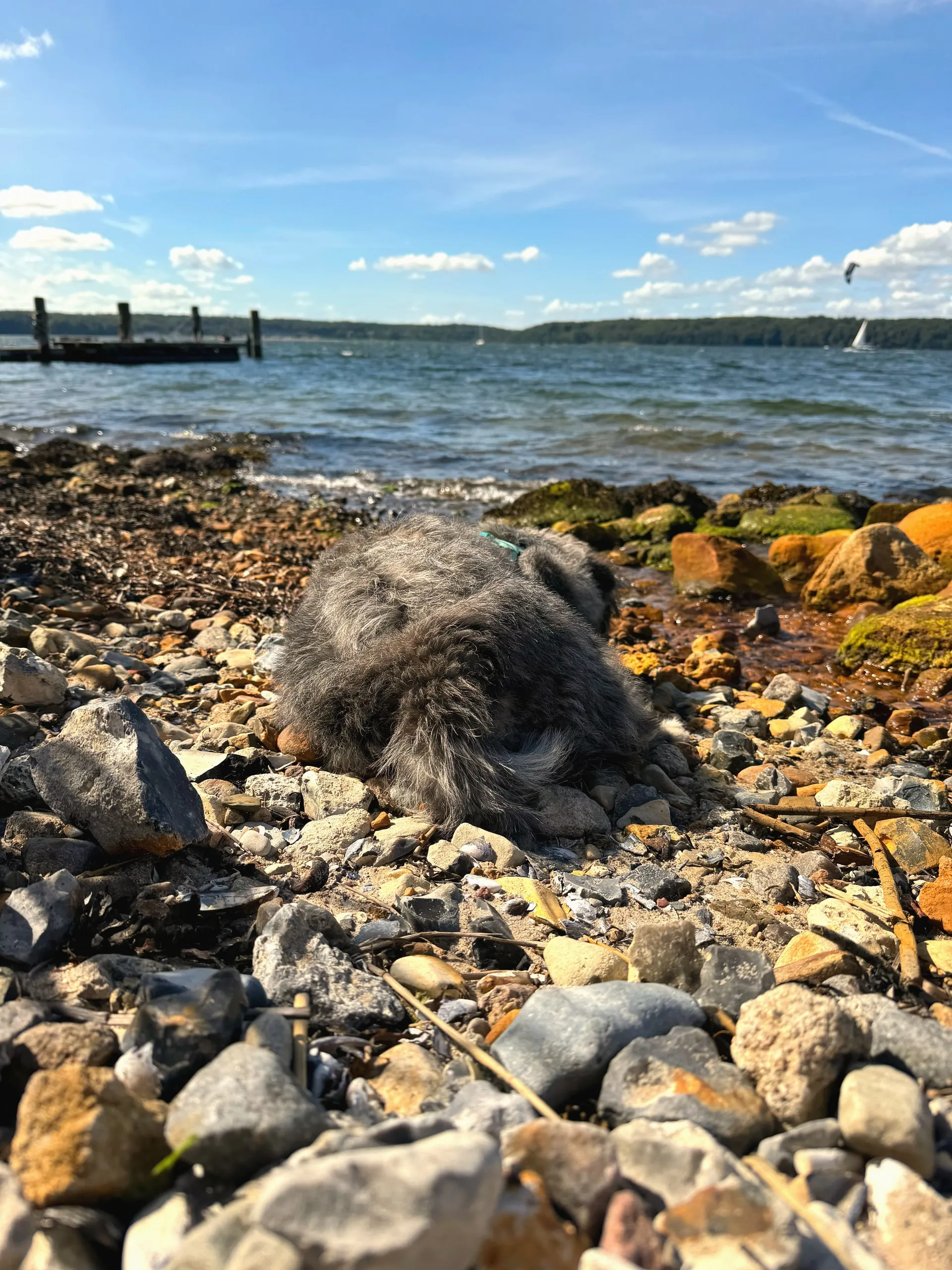 Hund liegt auf den Steinen, dahinter Badesteg und Förde