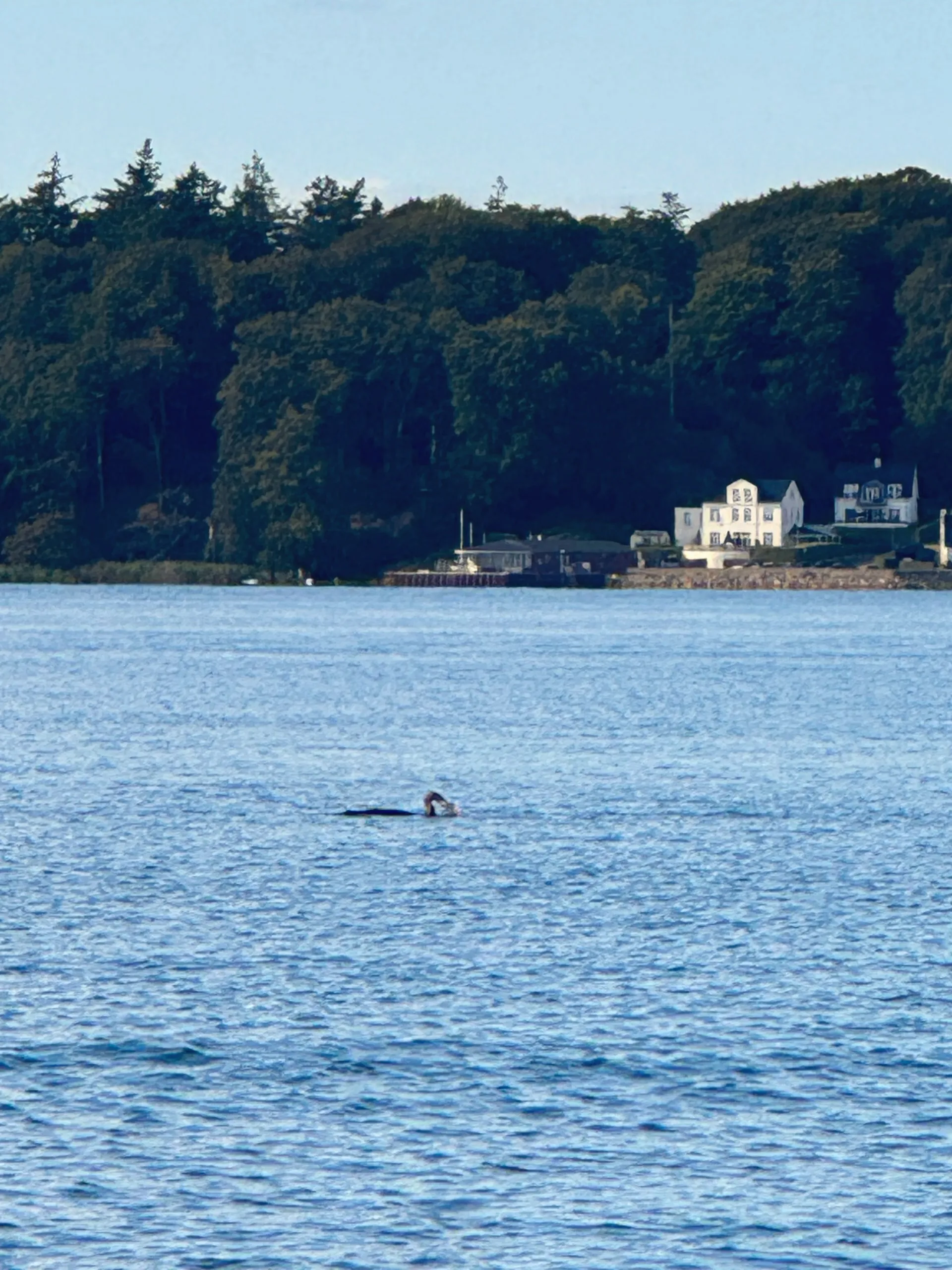 Schwan auf der Förde vor dem bewaldeten Ufer mit weißer Villa